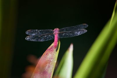 Close-up of butterfly on purple flower