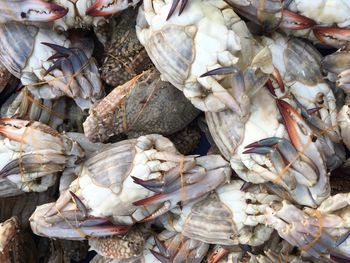 Full frame shot of crabs for sale at market