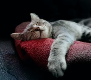 Close-up portrait of cat relaxing on sofa