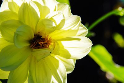 Close-up of yellow flowering plant against black background