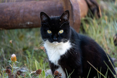 Close-up of black cat