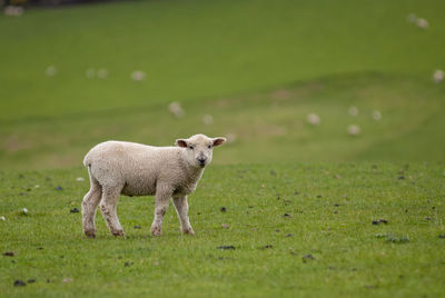 Sheep on field