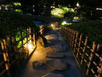 Illuminated trees at night