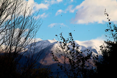 Low angle view of trees against sky during winter