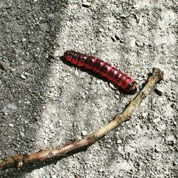 Close-up of insect on wall