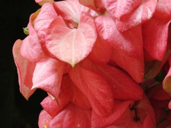 Close-up of pink flower against black background