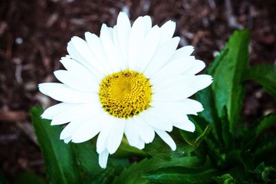 Close-up of white flower