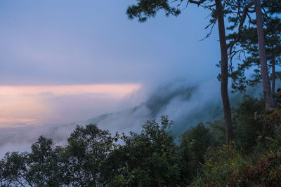 Scenic view of trees against sky during sunset