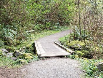 Empty footpath amidst trees in forest