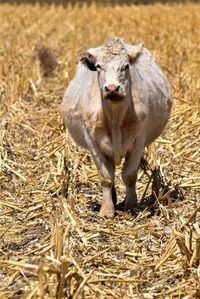 Walking through the corn field, sharley cow getting it's full