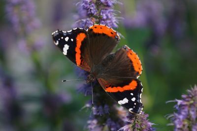 Close-up of butterfly pollinating on flower