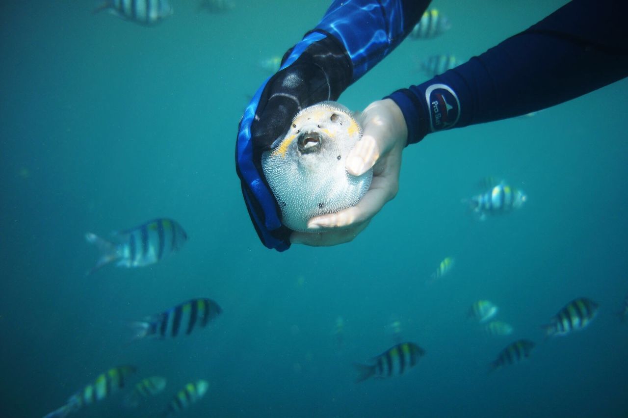 underwater, swimming, blue, undersea, water, sea life, fish, animal themes, sea, animals in the wild, wildlife, aquarium, one animal, indoors, transparent, nature, close-up, scuba diving, high angle view, beauty in nature