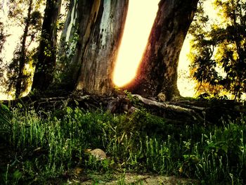 Trees on field in forest