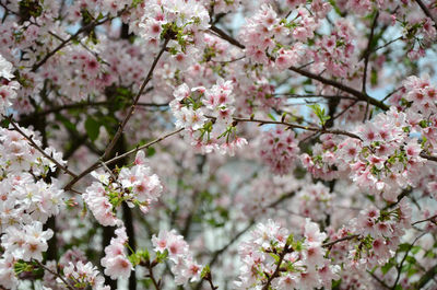 Close-up of cherry blossoms in spring