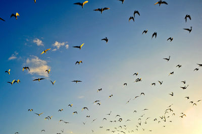 Low angle view of silhouette birds flying against sky