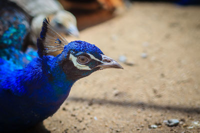 Close-up of a peacock