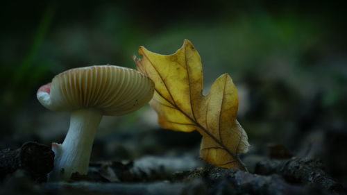 Close-up of leaf leaning on mushroom growing outdoors