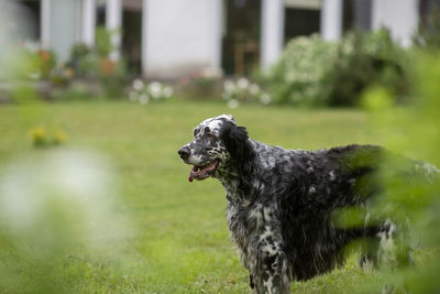 Dog english setter