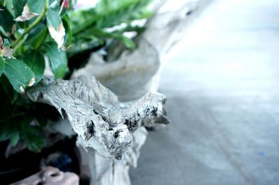 Close-up of frozen plant