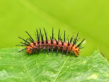 Closed-up of spikes caterpillar