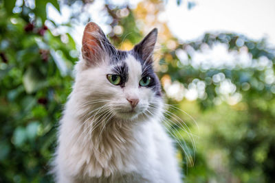 Close-up portrait of cat