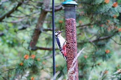 Woodpecker perching on bird feeder