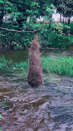 View of trees growing in lake