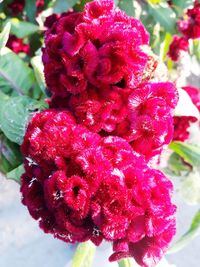 High angle view of pink flower on plant