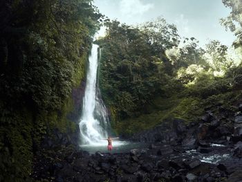 Scenic view of waterfall in forest