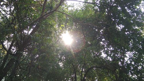 Sun shining through trees