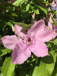 Close-up of hibiscus blooming outdoors