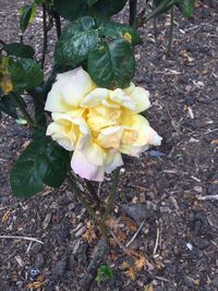 Close-up of flowers blooming outdoors