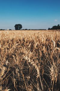 Scenic view of field against clear sky