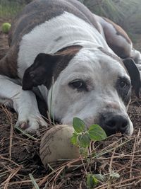 Close-up of a dog relaxing on field