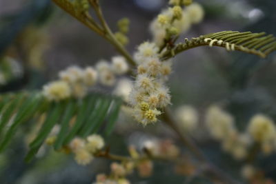 Close-up of flower growing on branch