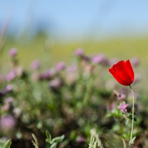 Close-up of red flowers blooming in field