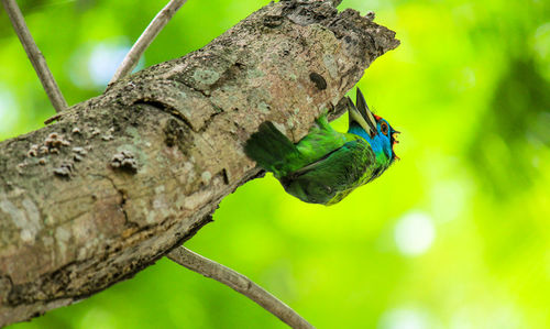 Close-up of bird perching on tree