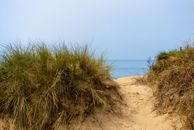 Grass on beach against clear sky