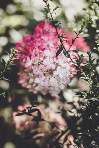 Close-up of pink flowering plant