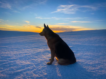 Dog on snow covered landscape