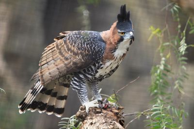 Close-up of owl perching on wood