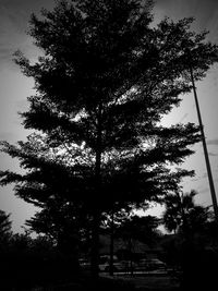 Low angle view of trees against sky