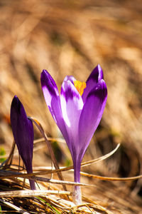 Close-up of purple crocus flower on field