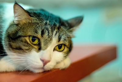 Close-up portrait of cat