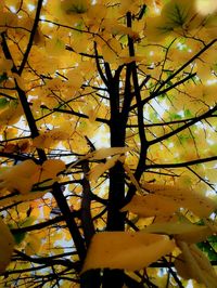 Low angle view of yellow flower tree