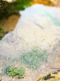 Close-up of fresh green leaf