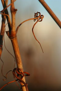 Close-up of dried plant