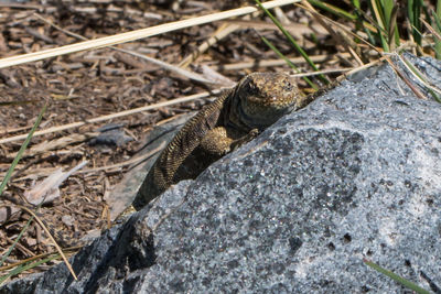 Close-up of lizard on rock