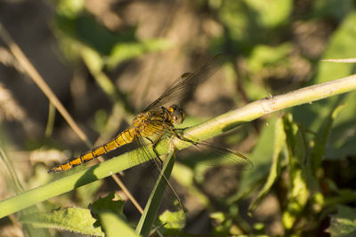 Close-up of dragonfly on plant