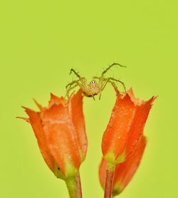 Close-up of insect on plant
